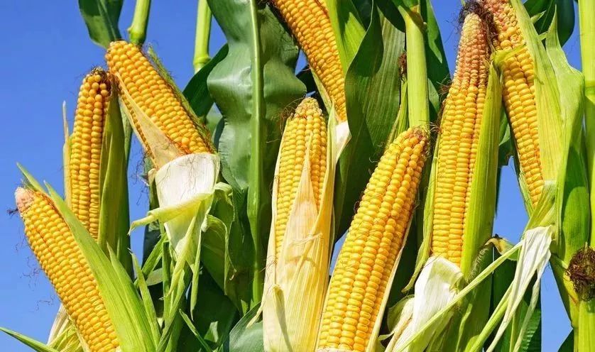 科技智能预测下的粮食玉米价格最新行情掌握报告