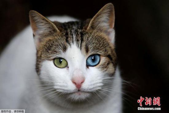 猫二十二最新探秘，小巷中的隐藏特色小店
