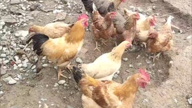 鸡的最新资讯报道