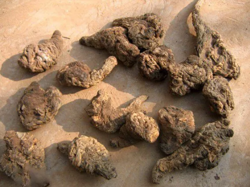 苍术最新价格,历史背景、重要事件与地位概述