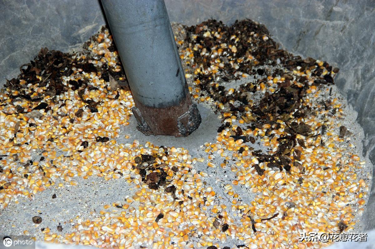 菜籽饼最新价格概览，市场走势、影响因素与案例分析深度解析