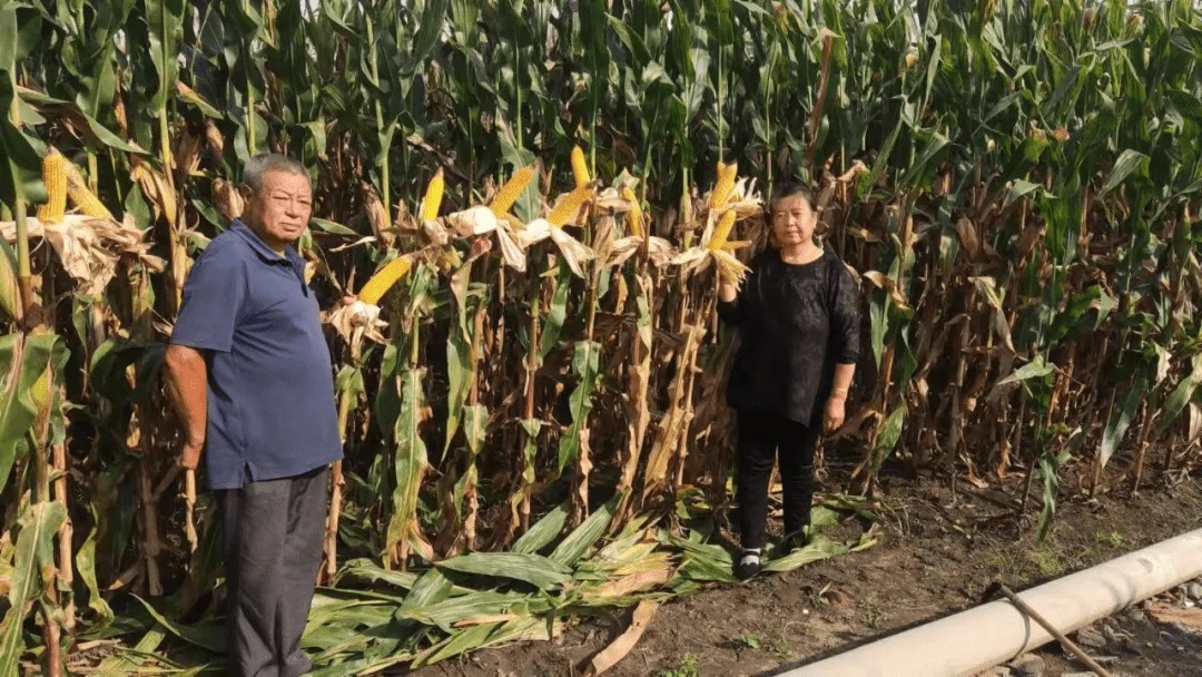 辽宁玉米最新价格，与自然美景的邂逅之旅，探寻内心平静与喜悦的旅程