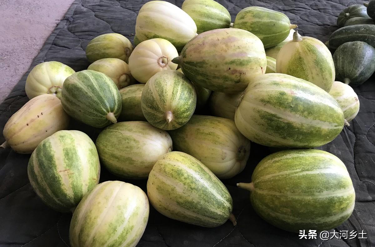 香瓜最新价格行情分析🍈🌄