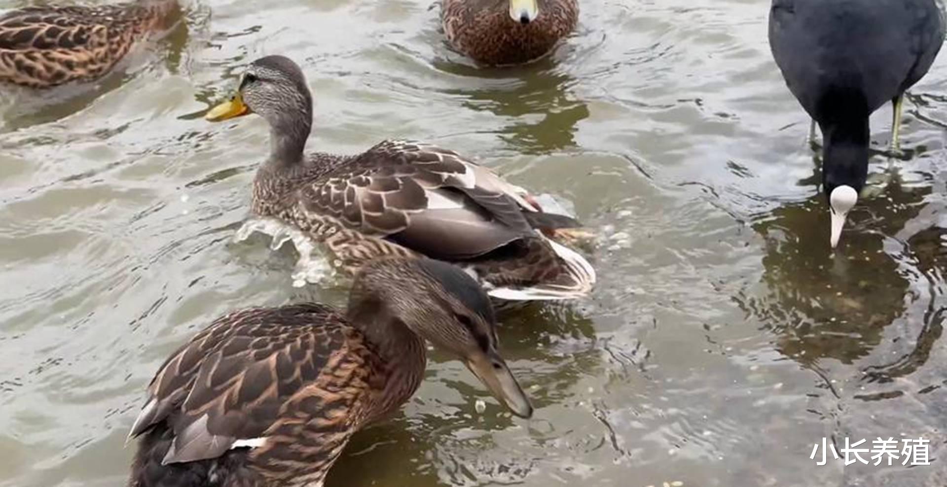 老鸭窝最新高科技产品引领科技重塑生活,未来触手可及