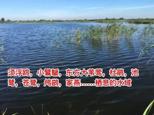 口袋钓鱼最新版本下载，探索自然美景，寻找内心平静与喜悦的旅程